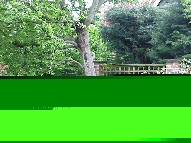 Start of tree house